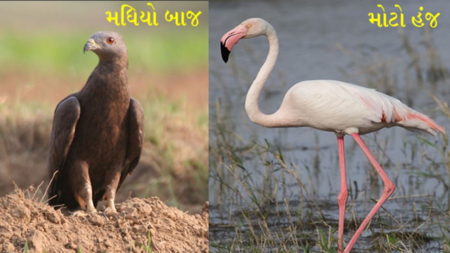 beautiful birds from Gujarat